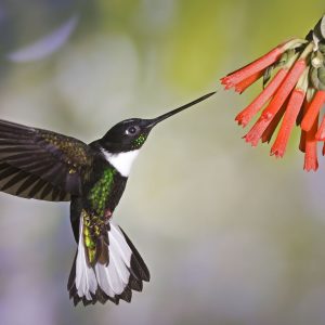 Tour de avistamiento de aves