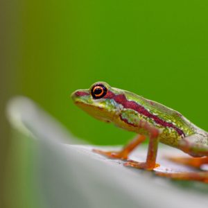 Tour de observación de anfibios